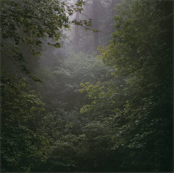 Daniel Gustav Cramer 'Untitled (Woodland #40)' 2007