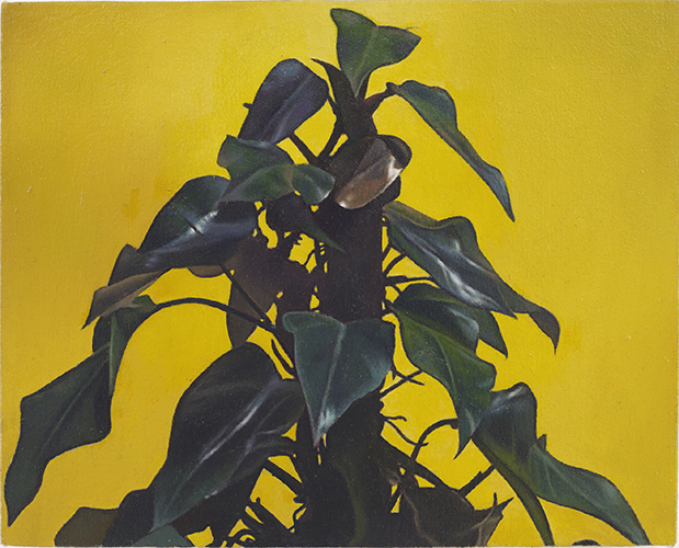 Christopher Hanlon 'Office Plant' oil on canvas stretched over wood 40×50cm 2019, photo by Andy Keate