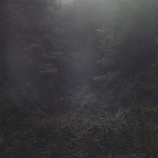 Daniel Gustav Cramer 'Untitled (Woodland #55)' 2006