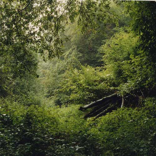 Daniel Gustav Cramer 'Untitled (Woodland #02)' 2002