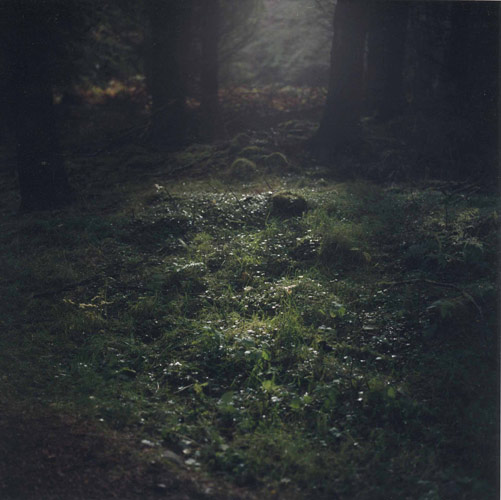 Daniel Gustav Cramer 'Untitled (Woodland #04)' 2003