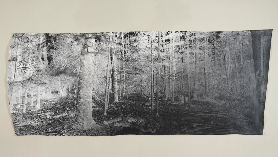 David Gates 'Standard Image 5' unique photograph 92×225cm/36.2×88.5in (approx) 2014 (photograph by Andy Keate)